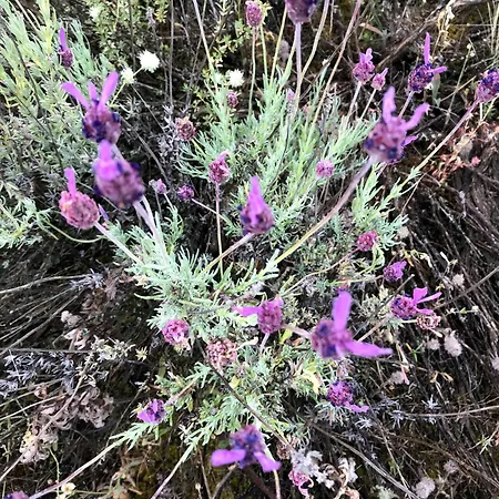 בית נופש Casa El Encuentro - Turegano Segovia