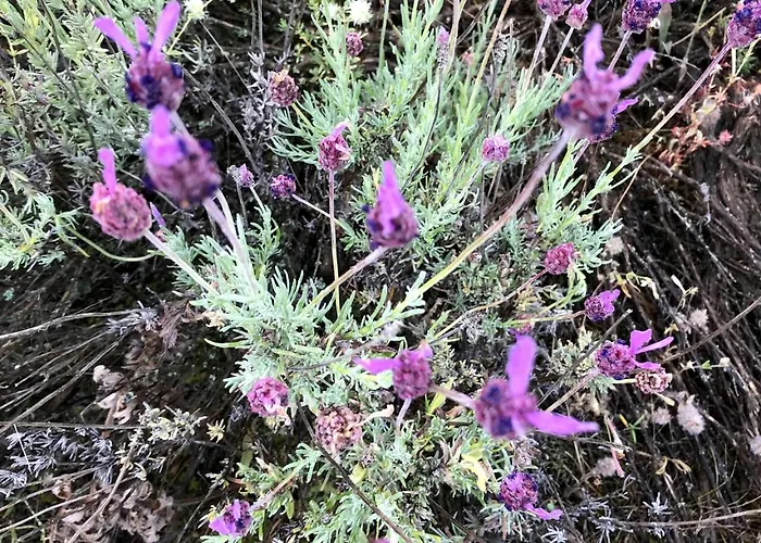 Hébergement de vacances Casa El Encuentro - Turégano Segovia