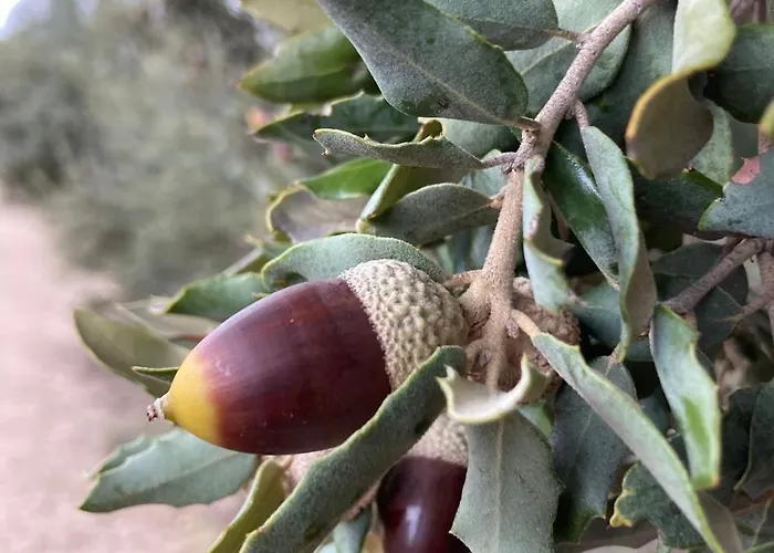 Casa El Encuentro - Turégano Segovia Carrascal De La Cuesta