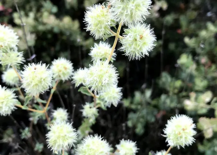 Casa El Encuentro - Turégano Segovia * Carrascal De La Cuesta